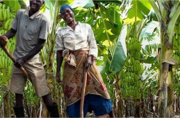 Plantain farming image