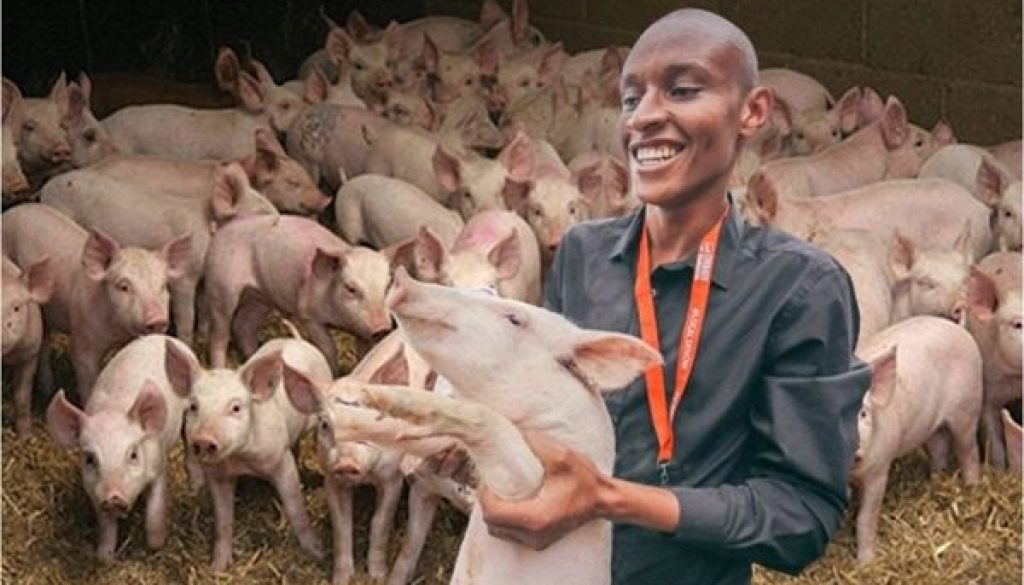 pig farming image