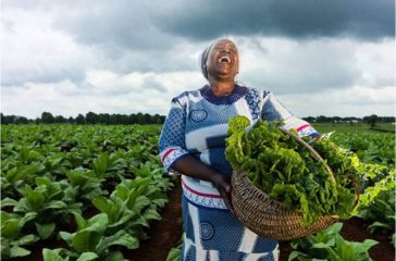 tobacco farming image
